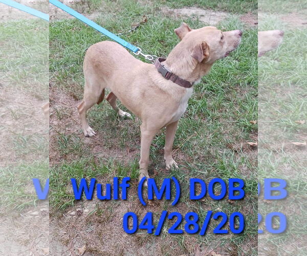 Medium Photo #3 Mutt Puppy For Sale in Farmerville, LA, USA