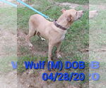 Small #2 Mutt