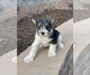 Schnauzer (Miniature) Puppy for sale in CANOGA, NY, USA