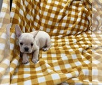 Small French Bulldog
