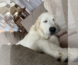 Frank - Male Great Pyrenees Dog for Adoption - Photo #4