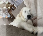 Small #3 Great Pyrenees
