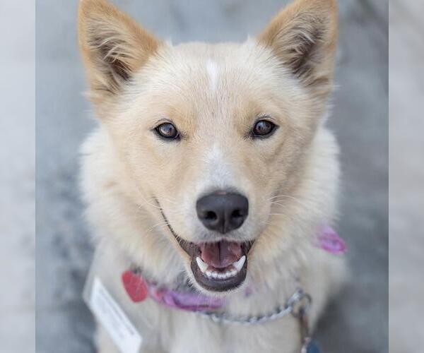 Medium Photo #17 Siberian Husky-Unknown Mix Puppy For Sale in San Diego, CA, USA
