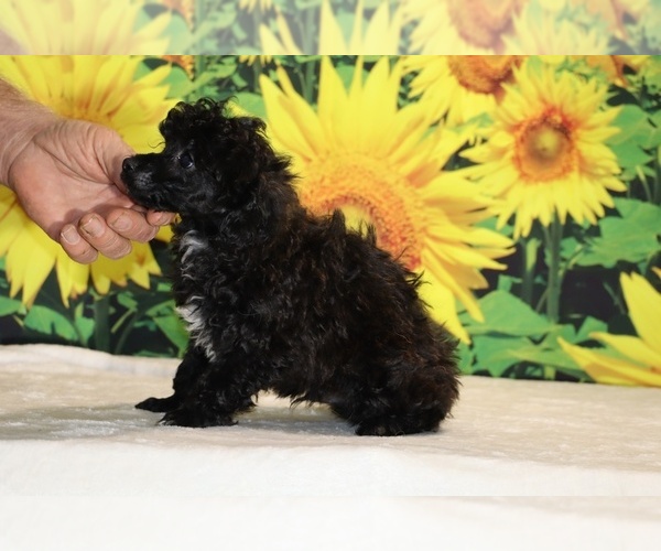 Medium Photo #8 Poodle (Toy) Puppy For Sale in DYERSBURG, TN, USA