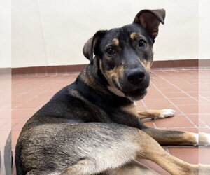Bailey - Female Bernese Mountain Dog-Labrador Retriever Mix Dog for Adoption - Photo #4