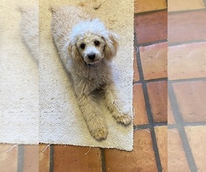 Father of the Aussiedoodle Miniature  puppies born on 12/07/2025