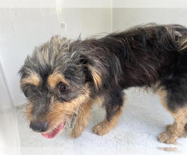 Medium Photo #1 Miniature Schnauzer-Unknown Mix Puppy For Sale in Houston, TX, USA
