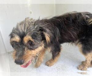 Miniature Schnauzer-Unknown Mix Dogs for adoption in Houston, TX, USA