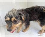 Small Miniature Schnauzer Mix