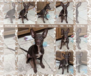 Australian Kelpie-Chihuahua Mix Dogs for adoption in Mesa, AZ, USA