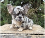 Small #2 French Bulldog
