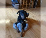 Small #3 Doberman Pinscher