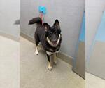 Small German Shepherd Dog Mix