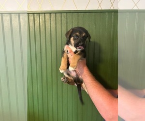 Medium German Shepherd Dog-Mutt Mix