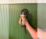 Puppy Yogi German Shepherd Dog-Mutt Mix
