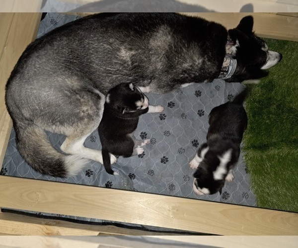 Medium Photo #104 Siberian Husky Puppy For Sale in ALTON, IL, USA