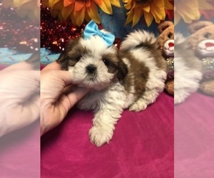 Shih Tzu Puppy for Sale in LAUREL, Delaware USA