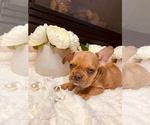 Small Photo #5 Bulldog Puppy For Sale in SAN DIEGO, CA, USA