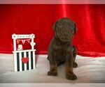 Puppy Purple Collar Doberman Pinscher