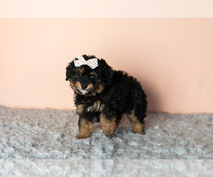 Bernedoodle (Miniature) Puppy for sale in SHIPSHEWANA, IN, USA
