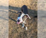 Small #3 American Pit Bull Terrier Mix