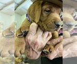 Small Photo #6 Labrador Retriever Puppy For Sale in GORDONSVILLE, VA, USA