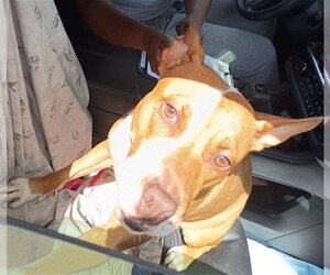 American Staffordshire Terrier Dogs for adoption in Fort Lauderdale, FL, USA