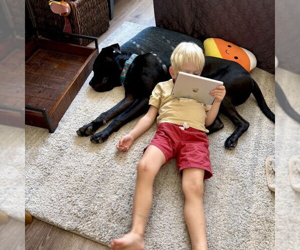 Medium Photo #5 Boxer Puppy For Sale in San Juan Capistrano, CA, USA