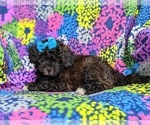 Small Photo #4 Poodle (Miniature)-ShihPoo Mix Puppy For Sale in LINCOLN UNIVERSITY, PA, USA