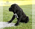 Small #1 Cane Corso