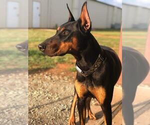 Doberman Pinscher Puppy for Sale in ATHENS, Alabama USA