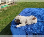 Small #2 Miniature American Shepherd