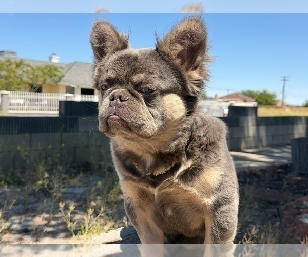 Medium Photo #28 French Bulldog Puppy For Sale in DENVER, CO, USA