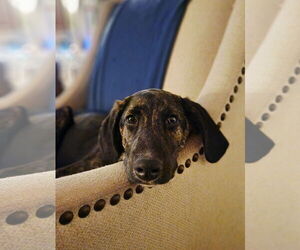 Mutt Dogs for adoption in Farmington, MN, USA