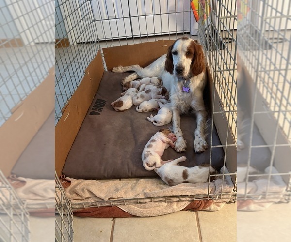 Medium Photo #3 Irish Red and White Setter Puppy For Sale in MILES, TX, USA