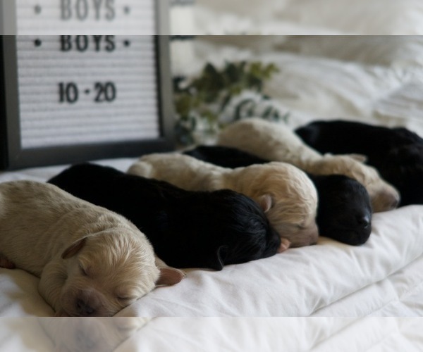 Medium Photo #6 Goldendoodle Puppy For Sale in CAPON BRIDGE, WV, USA