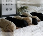 Small Photo #6 Goldendoodle Puppy For Sale in CAPON BRIDGE, WV, USA