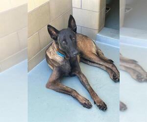 Mutt Dogs for adoption in Riverside, CA, USA