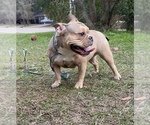 Small Photo #1 American Bully Puppy For Sale in BATON ROUGE, LA, USA