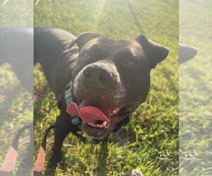 Mutt Dogs for adoption in Rockville, MD, USA