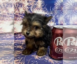 Yorkshire Terrier Puppy for sale in AZLE, TX, USA