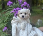 Small #7 Cava-Tzu