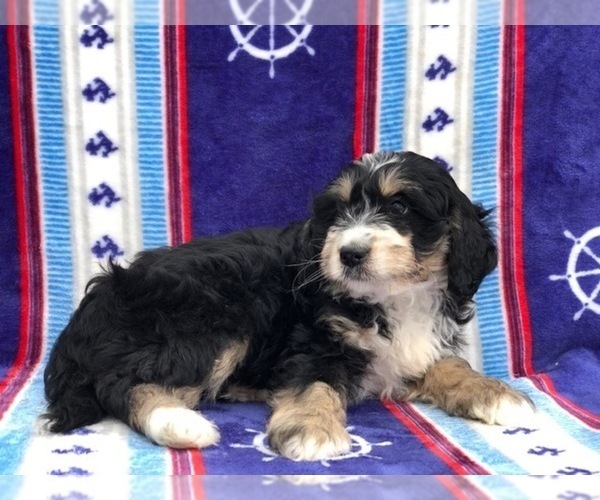 Medium Photo #2 Miniature Bernedoodle Puppy For Sale in CLAY, PA, USA