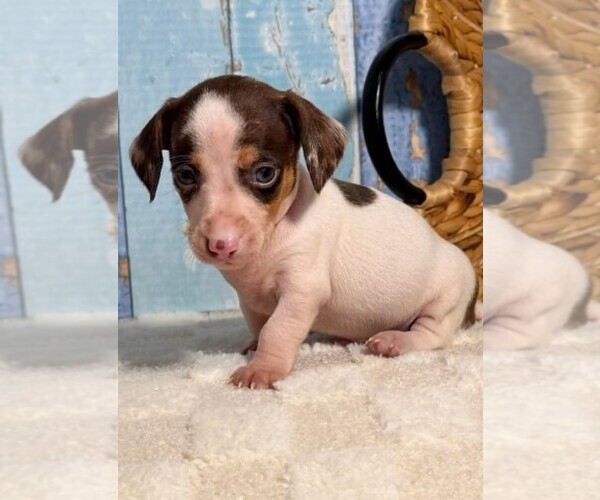 Medium Photo #1 Dachshund Puppy For Sale in MIRAMAR, FL, USA