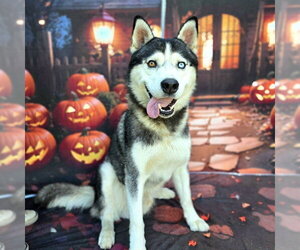 Siberian Husky Dogs for adoption in Long Beach, CA, USA