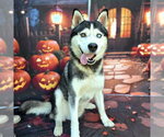 KODA - Male Siberian Husky Dog for Adoption - Small photo