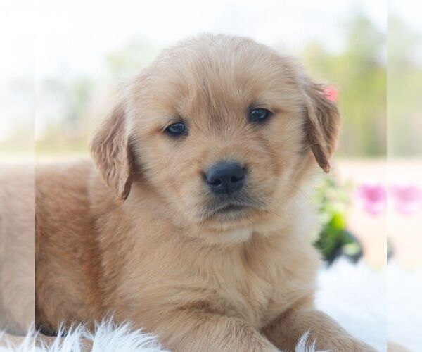 Medium Photo #5 Golden Retriever Puppy For Sale in NEWPORT, PA, USA