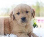 Small #4 Golden Retriever