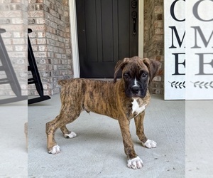 Boxer Puppy for sale in GREENFIELD, IN, USA