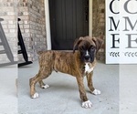 Small Photo #1 Boxer Puppy For Sale in GREENFIELD, IN, USA